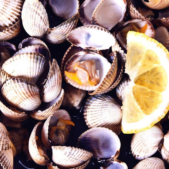 Galician Cockles in Brine